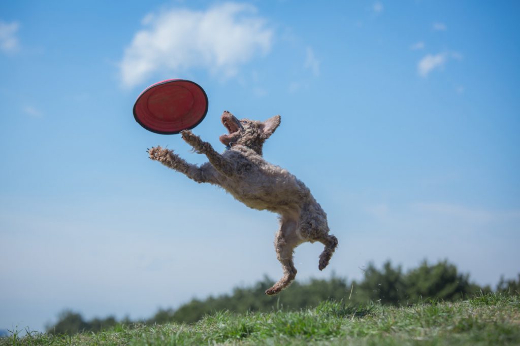 dog