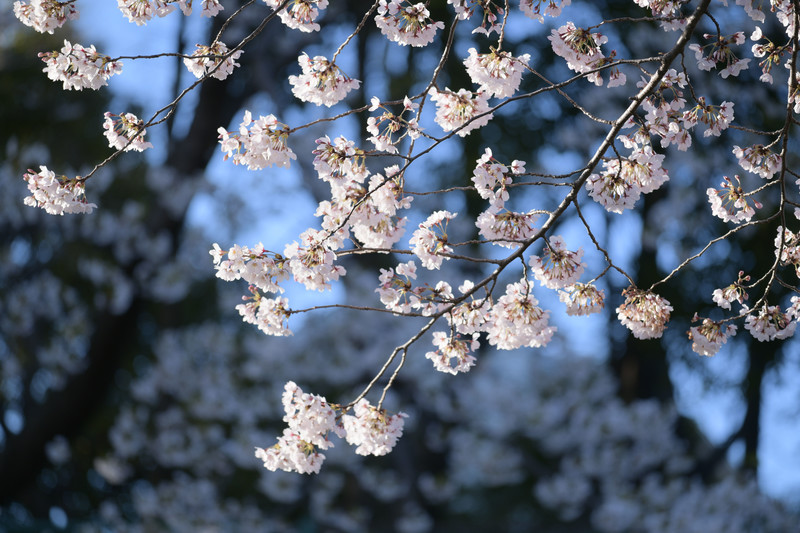 sakura
