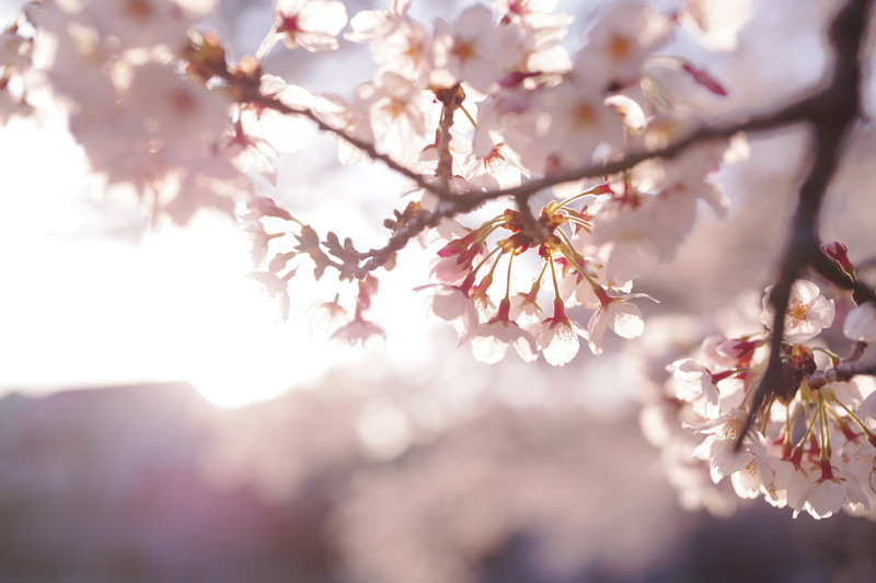 sakura